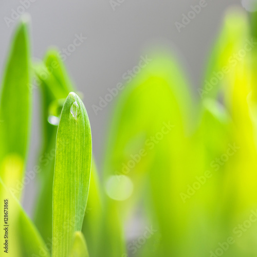 Goutte d'eau et Brin d'Herbe
