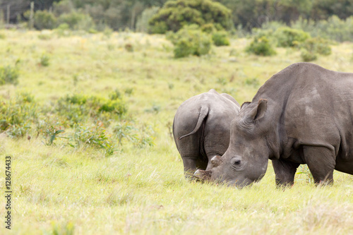 Rhino standing close to her baby