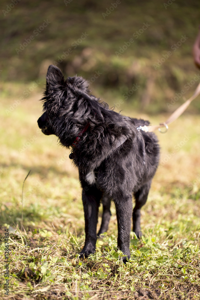Cane al guinzaglio