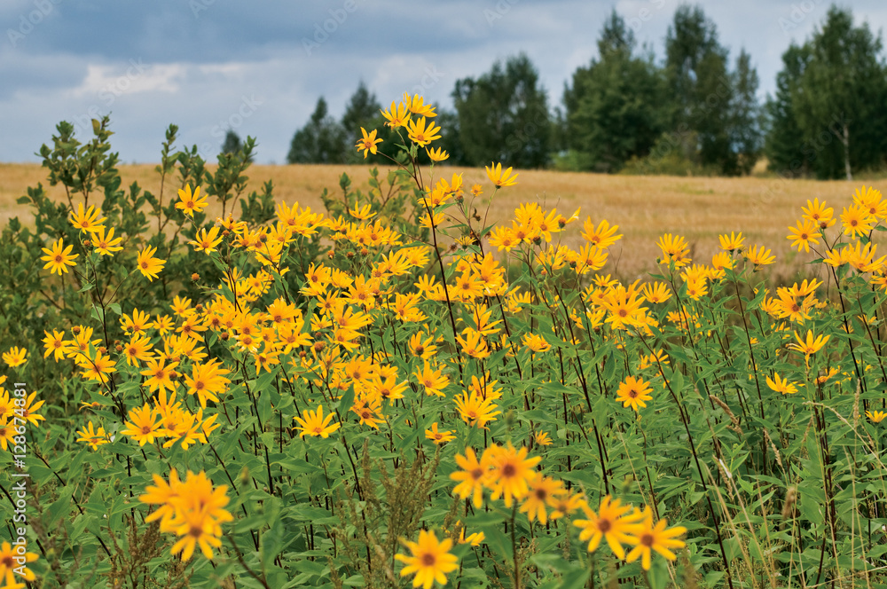 Autumn flowers. Autumn flowers.