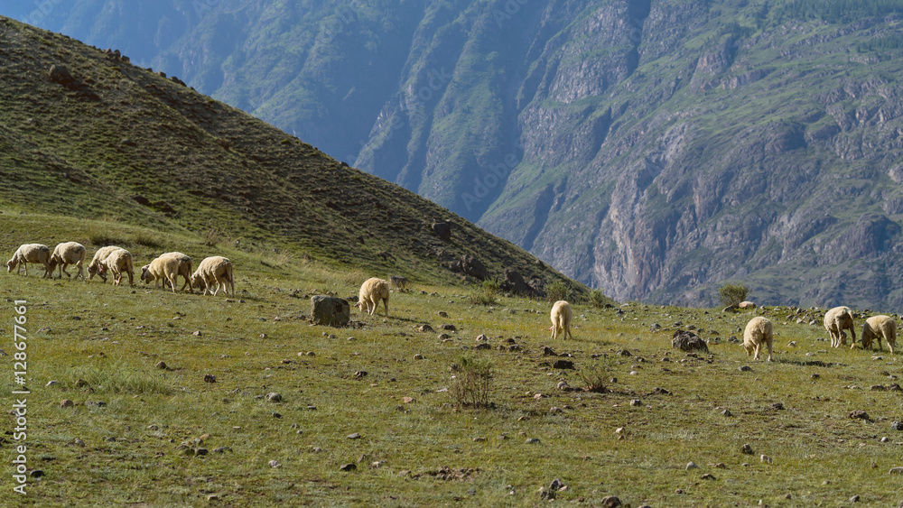 A flock herd of multicolored sheep in the mountains Altai A flock herd of multicolored sheep in the mountains Altai