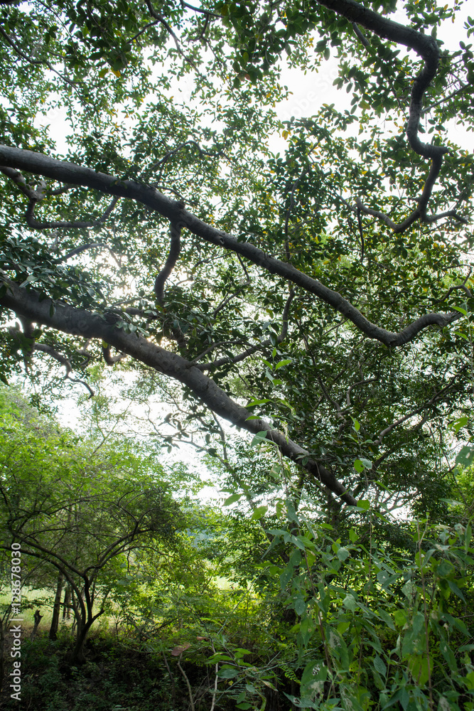 Fototapeta premium tree