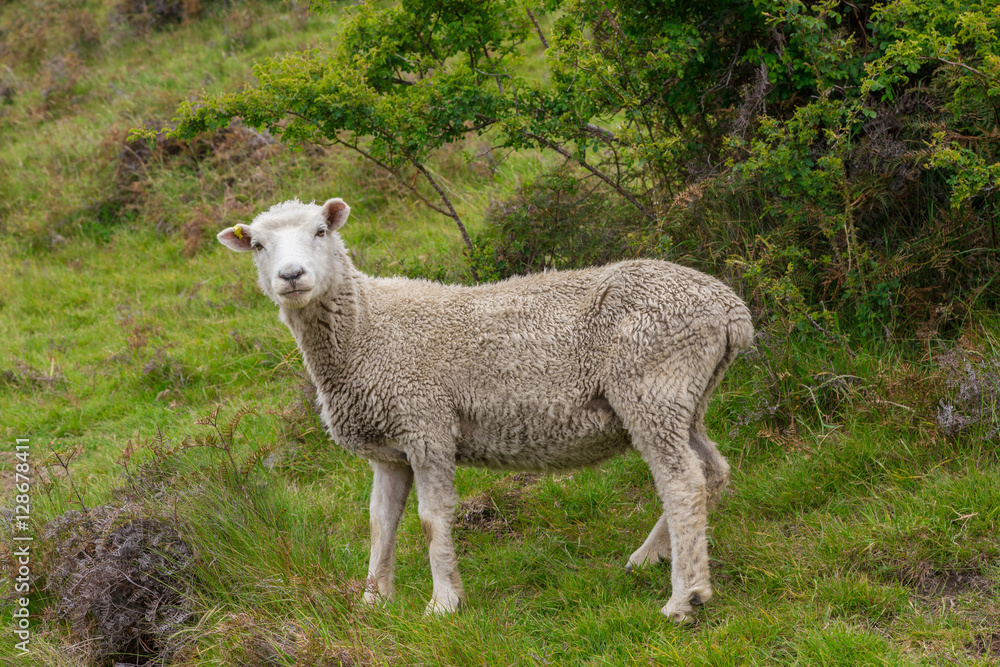 Lonely Sheep with green grass in New Zealand Lonely Sheep with green grass in New Zealand