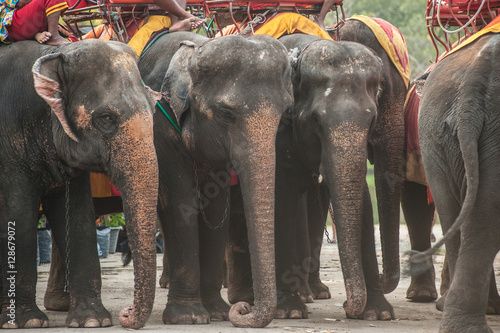 Row of elephants.