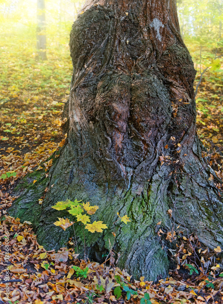 Trunk of  huge old tree and  young maple sprout from his roots.