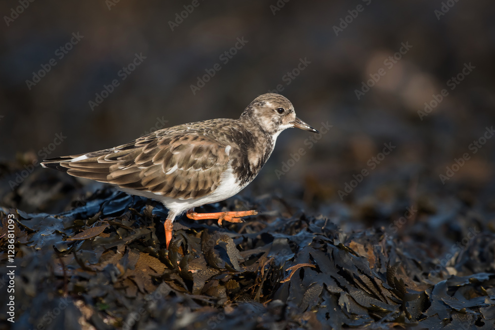 Ruddy Turnstone, Turnstone, Arenaria interpres Ruddy Turnstone, Turnstone, Arenaria interpres