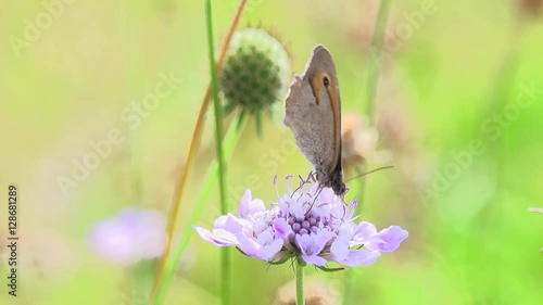 Wallpaper Mural insects background, shot in super slow motion. Torontodigital.ca