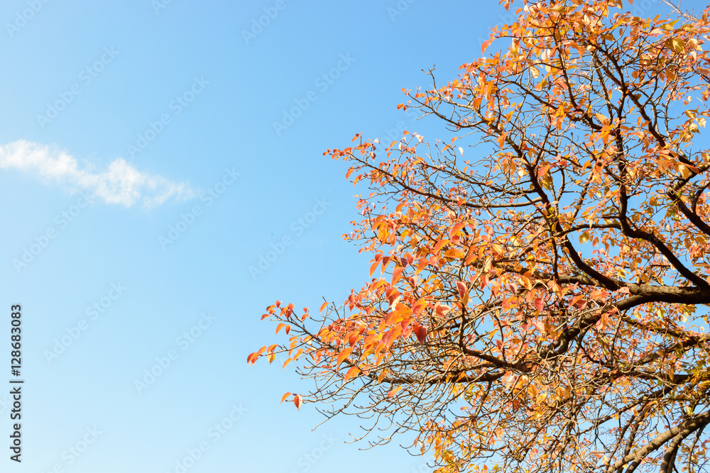 紅葉の木