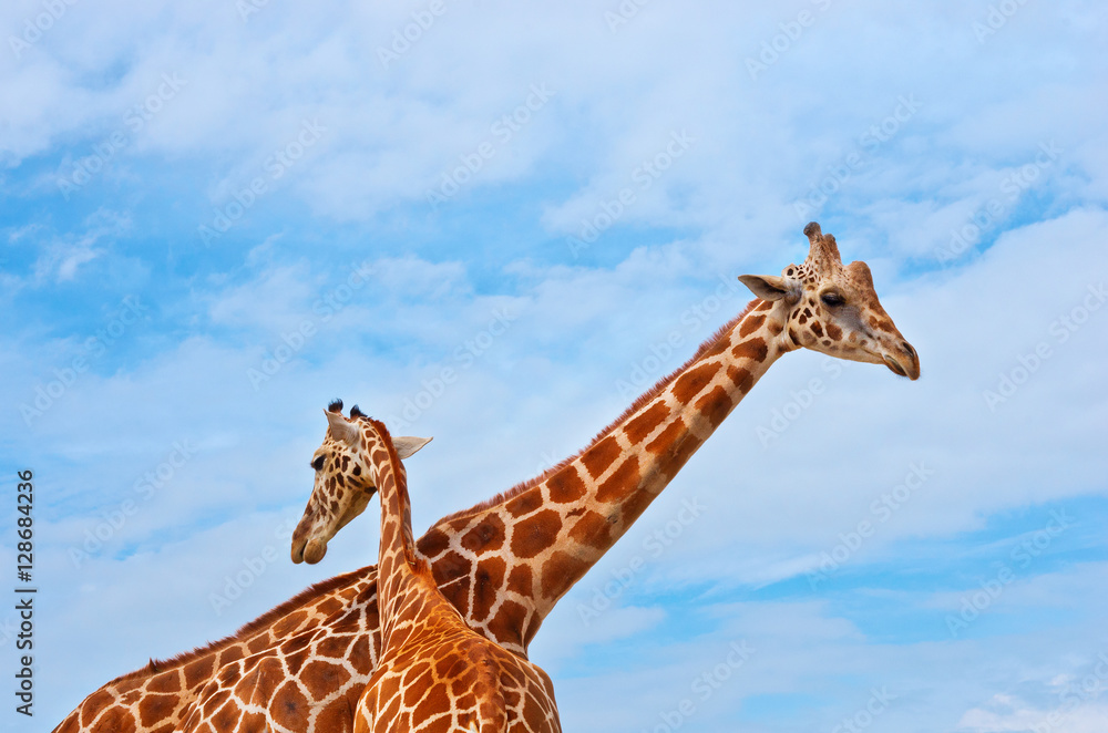Obraz premium giraffes against the blue sky