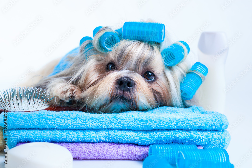 Foto Shih tzu dog after washing - Koop op EuroPosters.nl