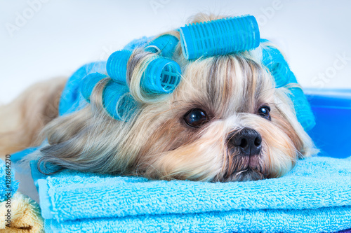 Shih tzu dog after washing