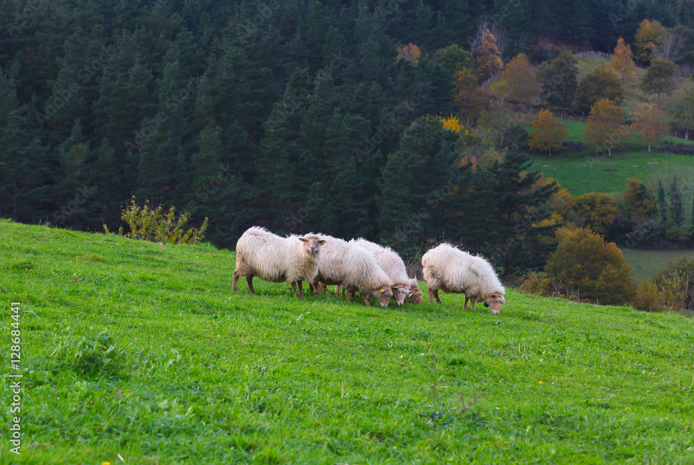 Fototapeta premium Animales en el pais vasco / Animals in the basque country
