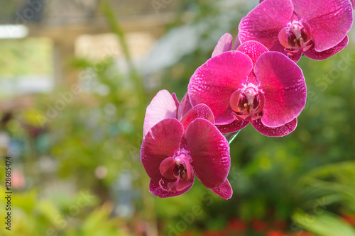 Beautiful Orchid Flower in the orchid garden  ChiangmaiThailand