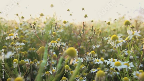agriculture farming nature background, shot on red epic.