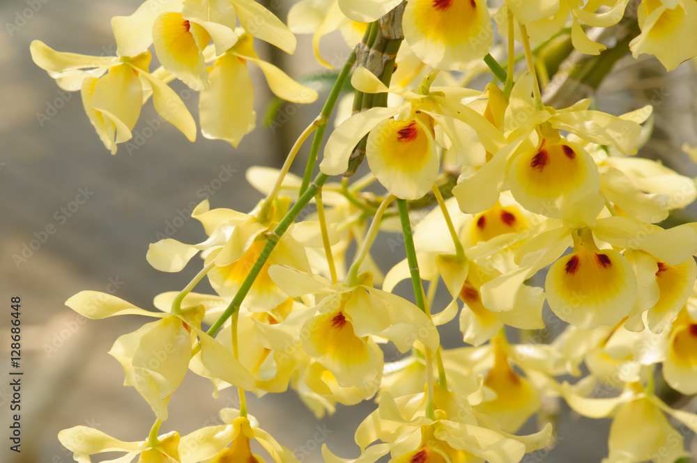 Fototapeta premium Beautiful Orchid Flower in the orchid garden, ChiangmaiThailand