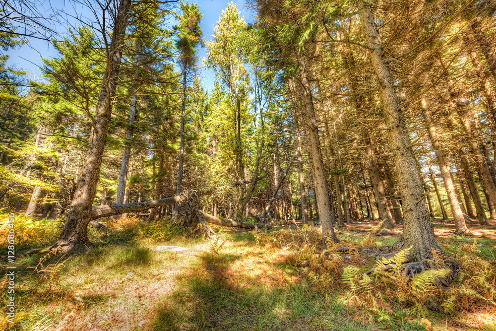 Dolly sods sunny pine forest during autumn in West Virginia Dolly sods sunny pine forest during autumn in West Virginia