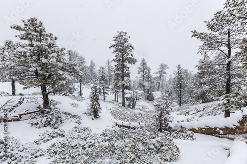 Heavy Forest Snowfall at Br...