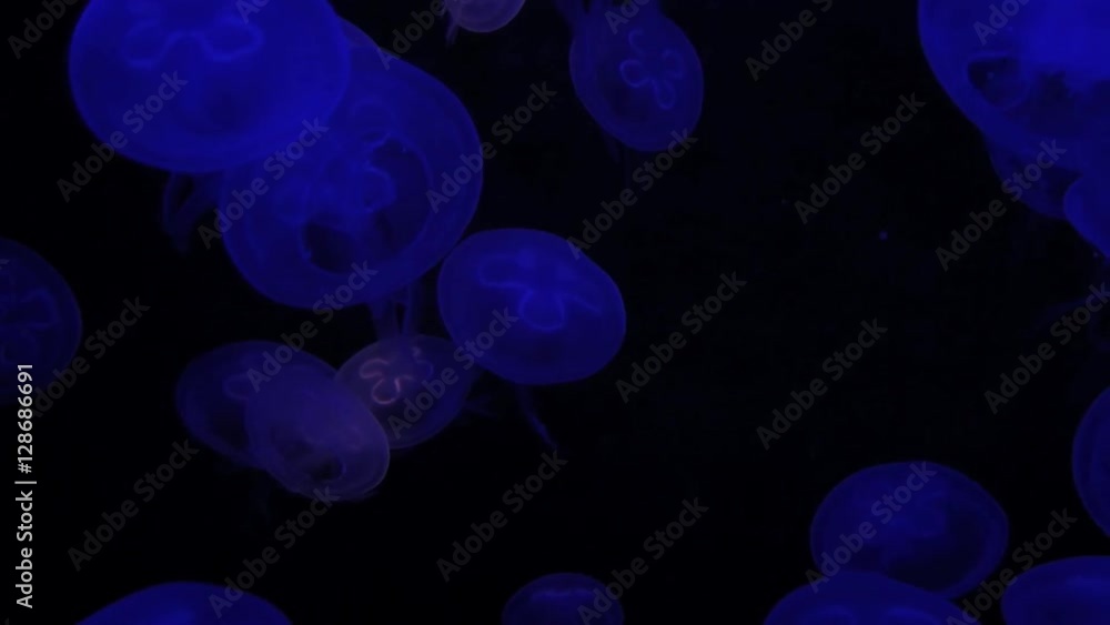 jellyfish sea life background. shoot on red epic jellyfish sea life background. shoot on red epic