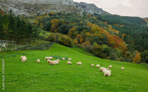 Animales en el pais vasco / Animals in the basque country photo