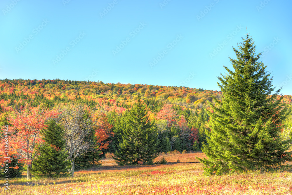 Dolly sods meadow and trail path during autumn in West Virginia