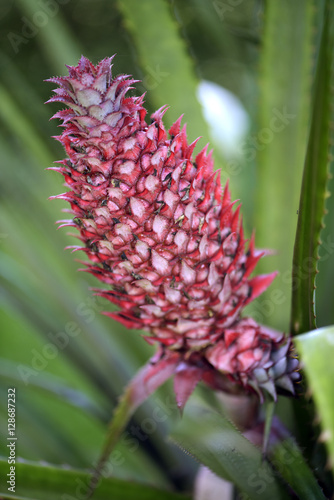 Plant of pineapple with fruit