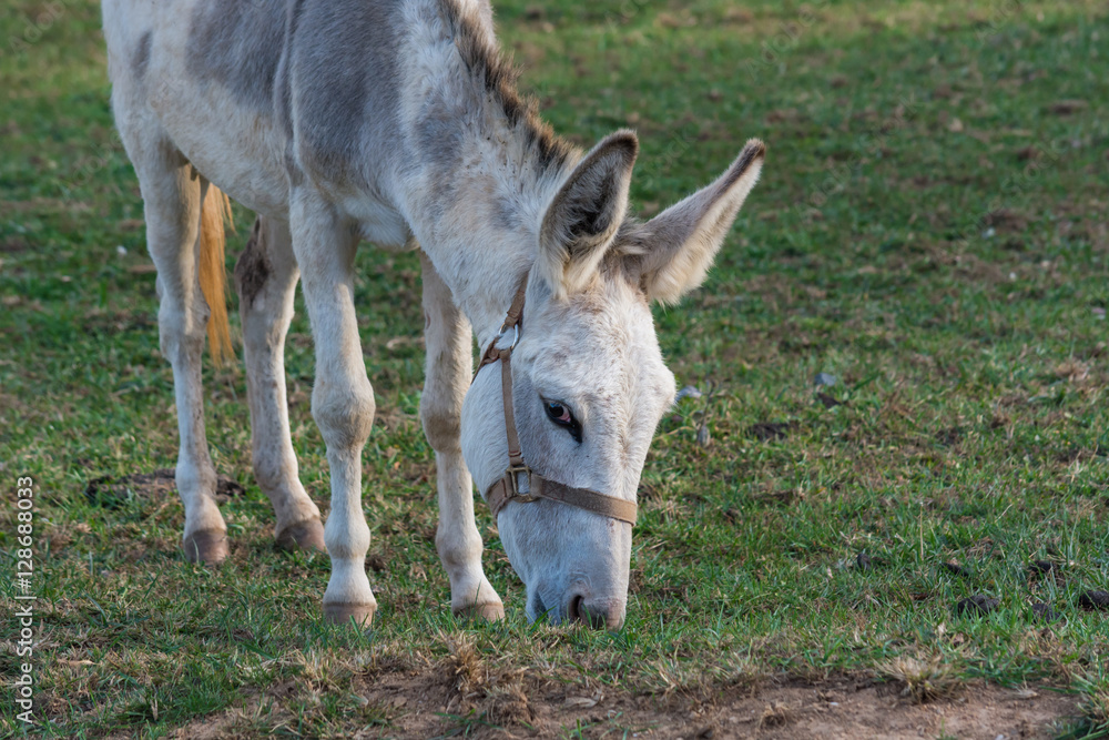 A Donkey grazing in a pasture.  Up close.  Farm animal.  