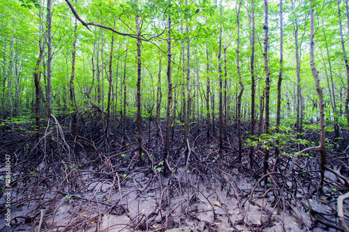 Tropical mangrove forest at coast.