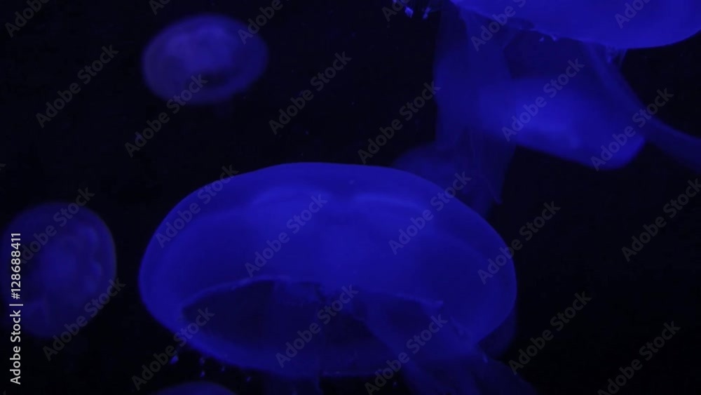 jellyfish sea life background. shoot on red epic jellyfish sea life background. shoot on red epic