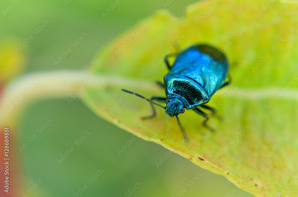 Zicrona caerulea small bug on leaf. Zicrona caerulea small bug on leaf.