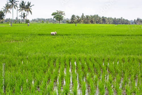 Green rice field in Indonesia.