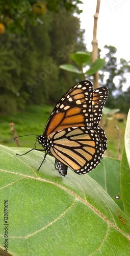 Monarch Butterfly Lays Eggs on a Milkweed Leaf photo