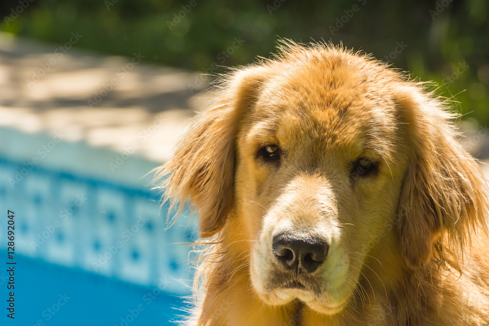 Fototapeta premium mirada, ojos, golden retriever