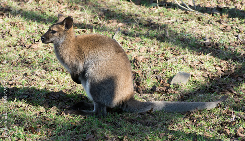 Kangaroo photo