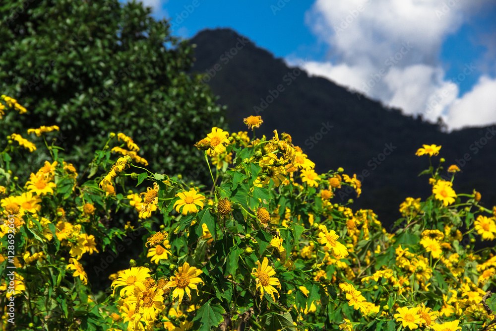 yellow flowers on the mountain
