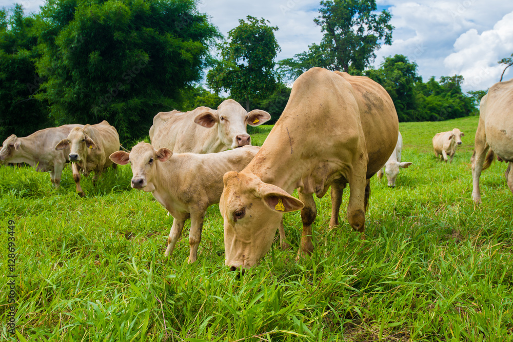 Fototapeta premium Cows grazing on a green field.