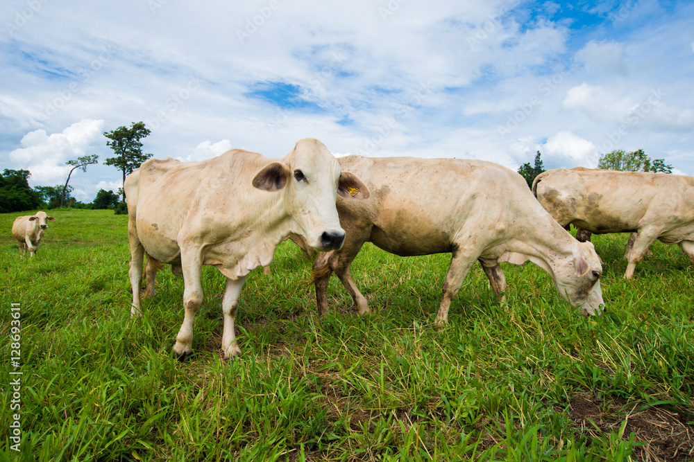 Cows grazing on a green field. Cows grazing on a green field.