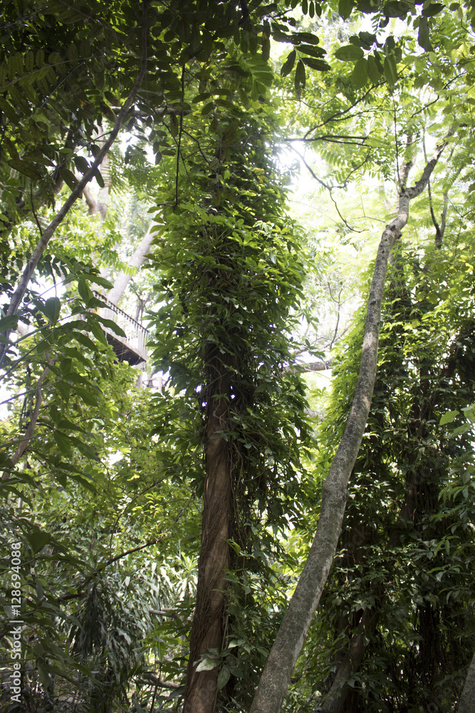 Naklejka premium fresh green tree natural rainforest jungle theme