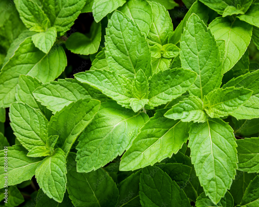 Closeup fresh growing peppermint leaves at vegetable garden with Closeup fresh growing peppermint leaves at vegetable garden with