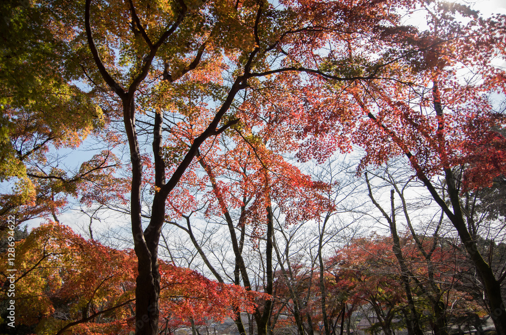 紅葉