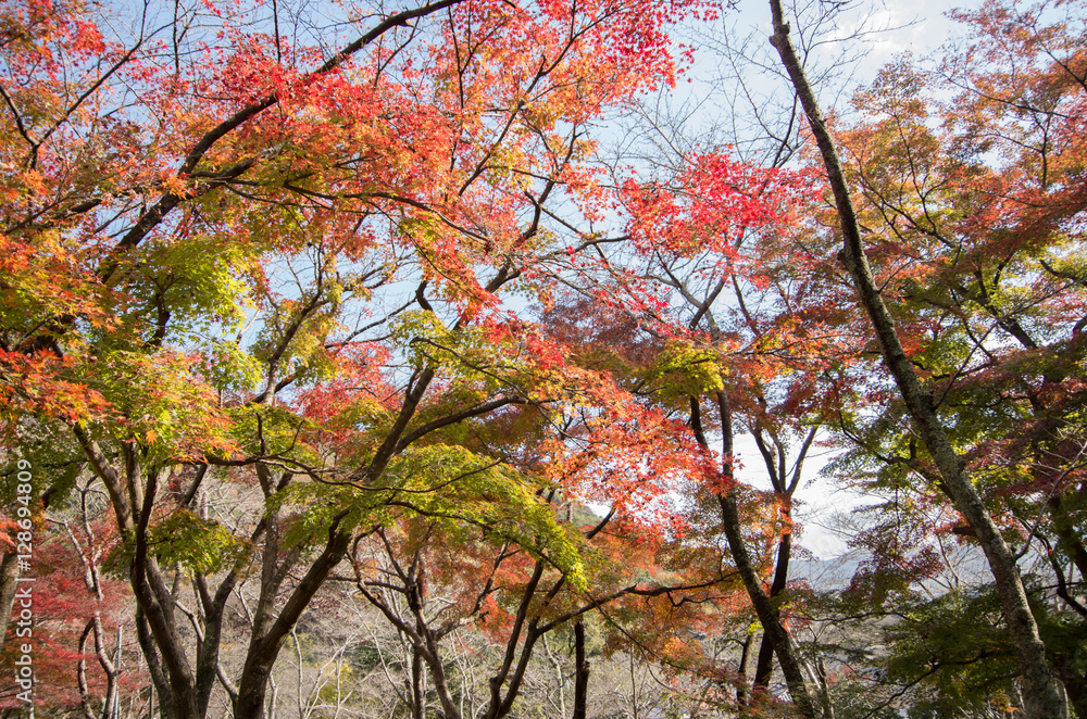 紅葉