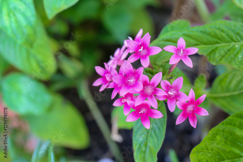 Beautiful small pink flower.