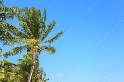 Coconut or palm trees with blue sky and cloud.