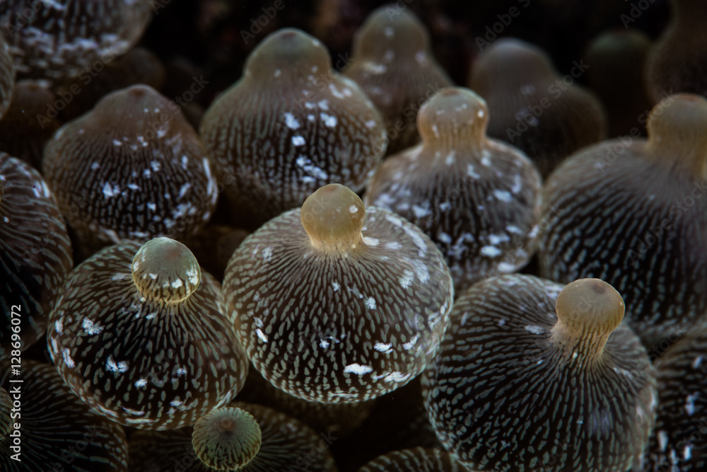 Anemone Tentacles Abstract Anemone Tentacles Abstract