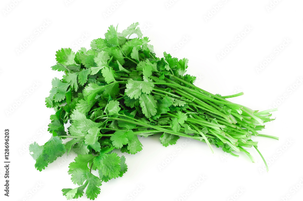fresh cilantro coriander isolated on white background fresh cilantro coriander isolated on white background