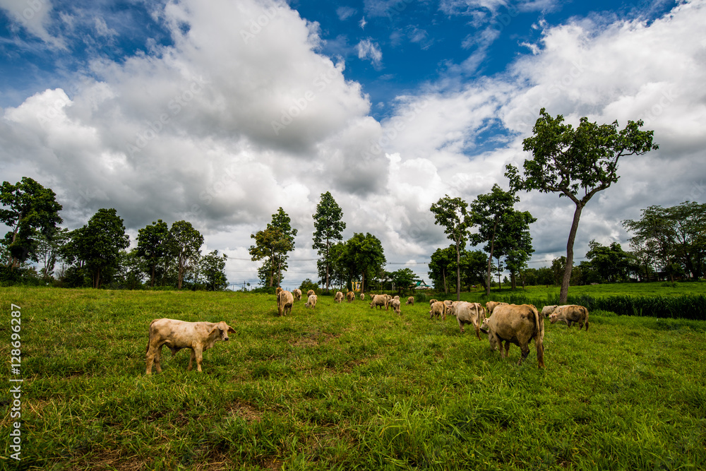 Fototapeta premium Cows grazing on a green field.