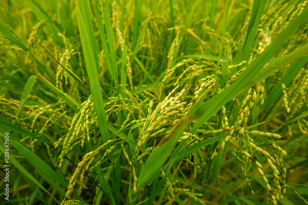 Rice field closeup with shallow depth of field. Rice field closeup with shallow depth of field.