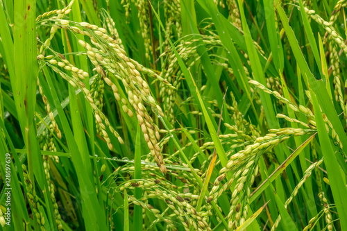 Rice field closeup.