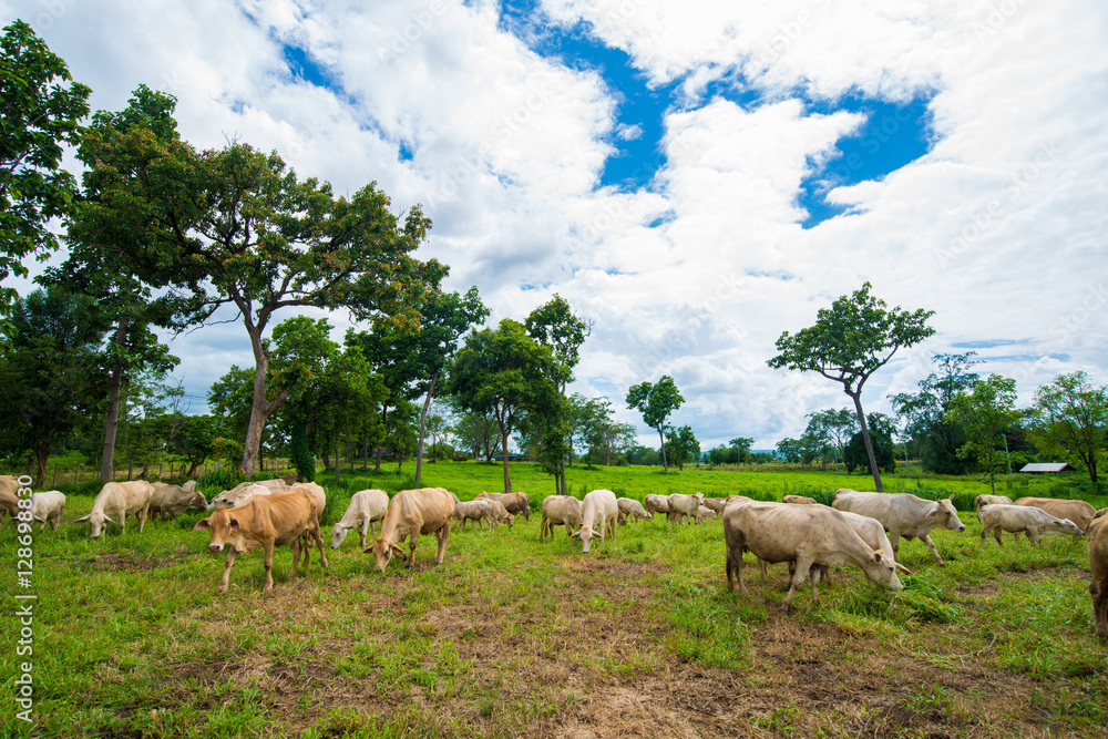 Fototapeta premium Cows grazing on a green field.