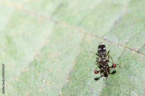 Stalk-eyed fly photo