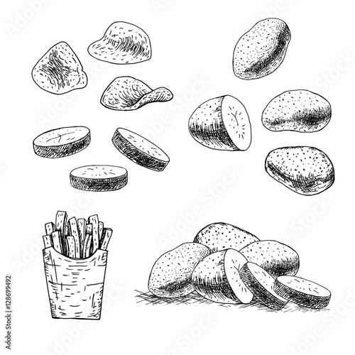 Hand drawn set of potato. Vector sketch